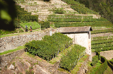 Tour in Gravel da Sondrio a Bianzone