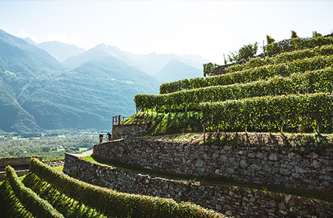 Gravel Tour in Valtellina a Tirano e Dintorni