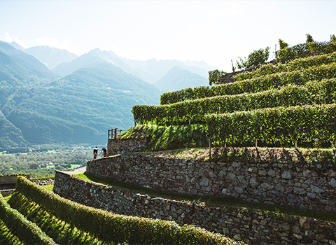 Tour Gravel nei Vigneti di Tirano