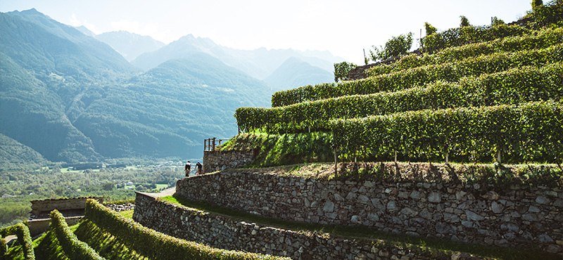 Tour Gravel nei Vigneti di Tirano